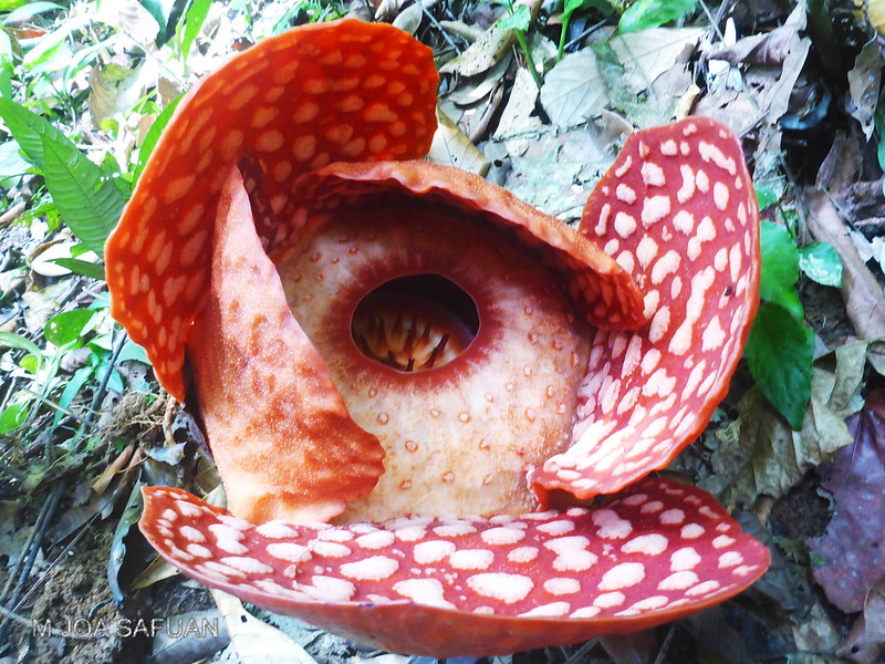 Raflezja w Khao Sok – największy kwiat świata o intensywnym zapachu.