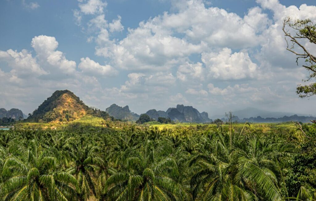 Widok na zielone wzgórza i wapienne formacje skalne w Ao Nang, Tajlandia.