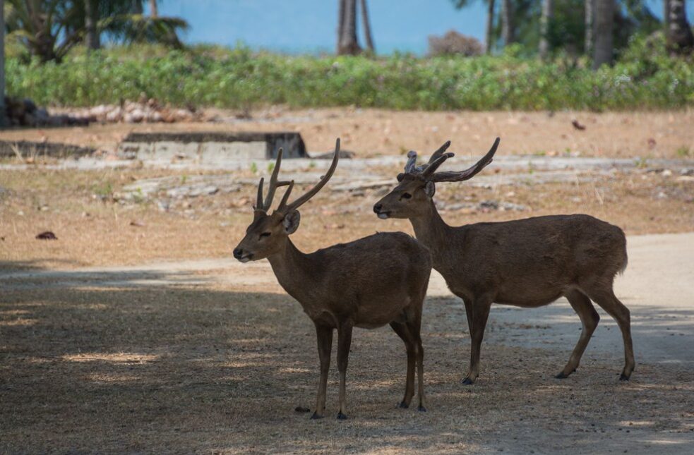 Koh Mak – wyspa, gdzie czas płynie wolniej 6