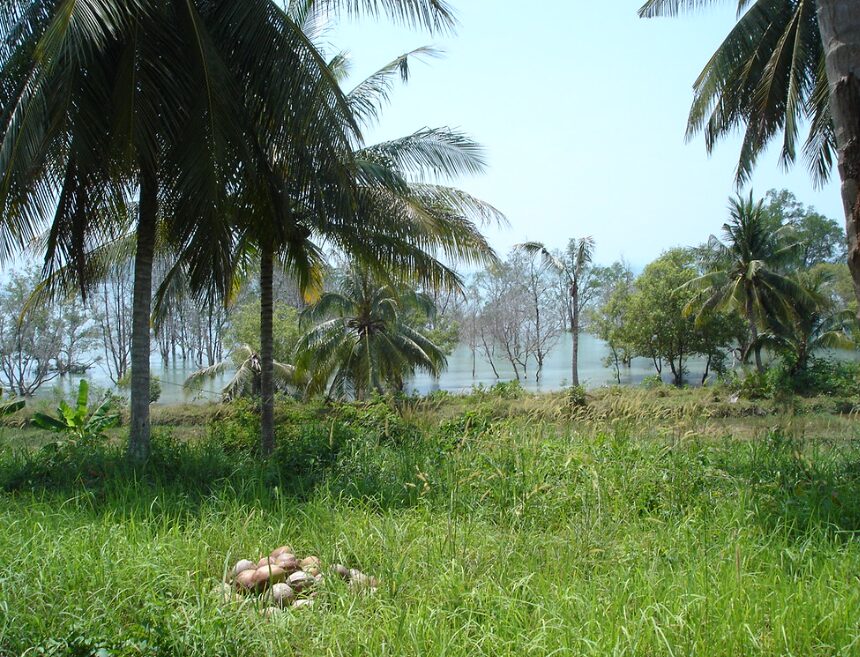 Tropikalny krajobraz Koh Yao Yai z palmami i bujną roślinnością.