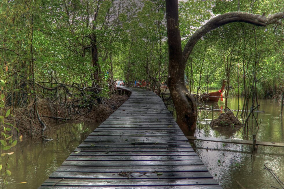 Drewniana kładka wśród tropikalnej dżungli na Koh Yao Yai, idealna na trekking i odkrywanie natury wyspy.