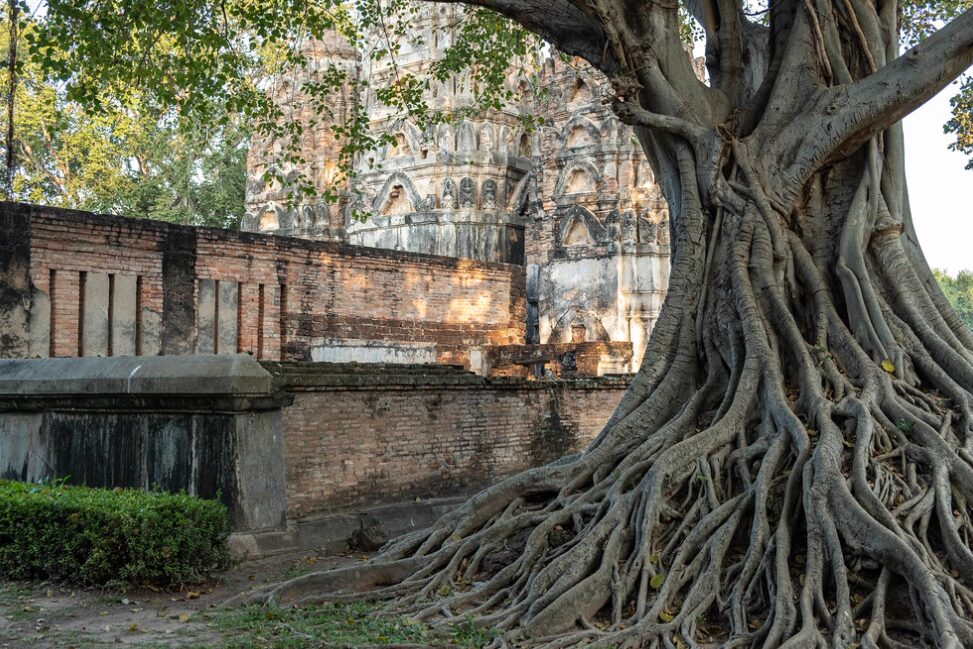 Ruiny świątyni Wat Si Sawai w Sukhothai, z charakterystycznymi prangami i drzewami przerastającymi starożytne mury.