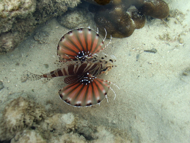 Ryba skrzydlica (lionfish) pływająca w pobliżu rafy koralowej przy Koh Kradan.