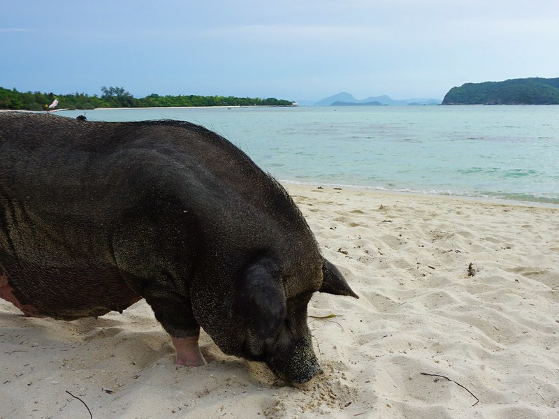 27 Atrakcji Koh Samui. Co zobaczyć i co robić? 14