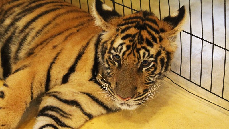 29 atrakcji Phuket. Co warto zobaczyć i zrobić? 14