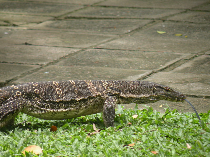 Lumpini Park - zielona oaza Bangkoku 3