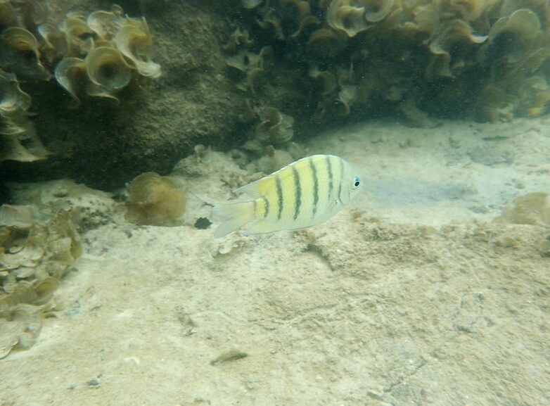 26. Atrakcji w Pattaya. Co zobaczyć i co robić? 11