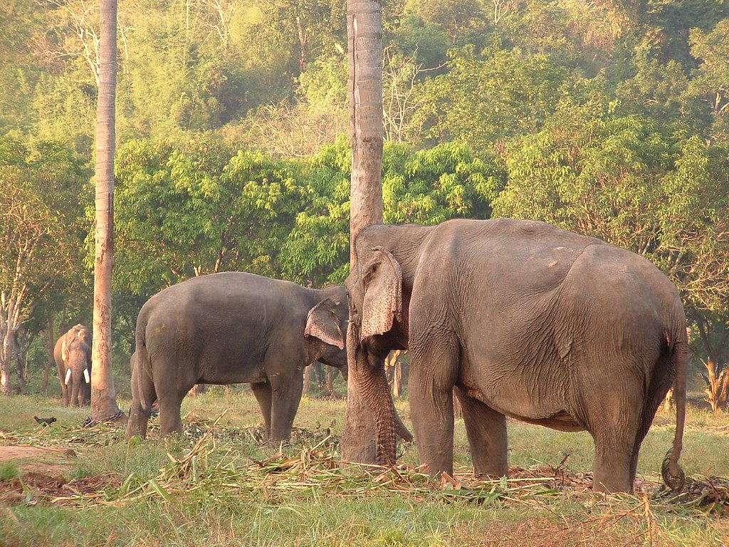 **Gdzie zobaczyć słonie w Tajlandii?** Gdzie zobaczyć słonie w Tajlandii? 2